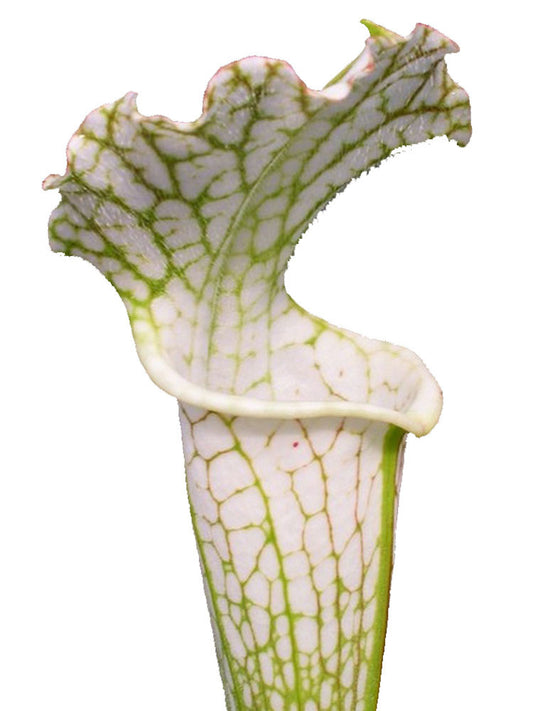 Sarracenia leucophylla  L26 MK