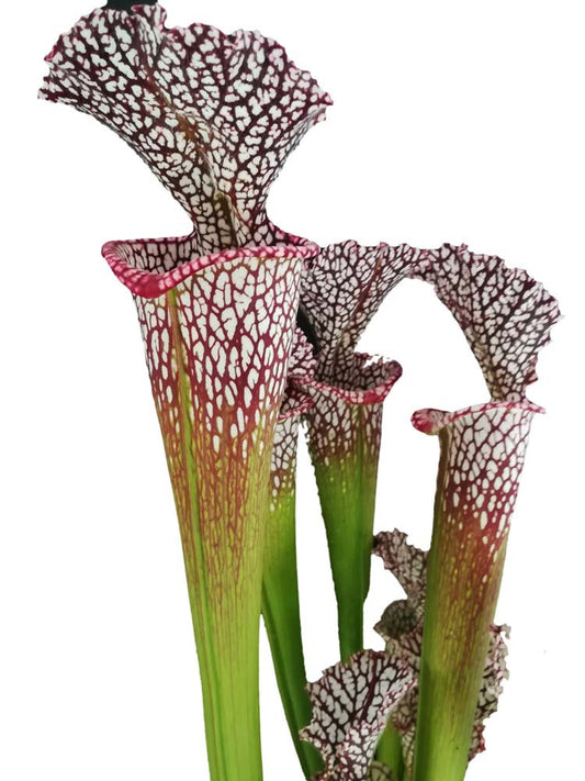 Sarracenia leucophylla  L31A Srba