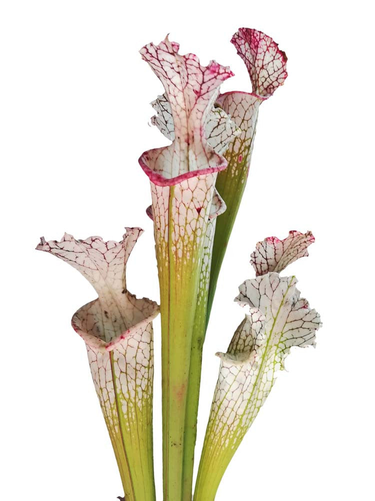 Sarracenia leucophylla  L35C Srba