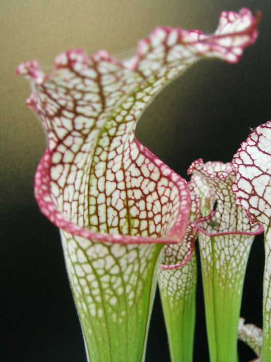 Sarracenia leucophylla  L40 MK
