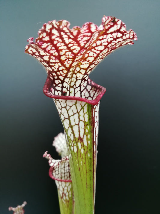 Sarracenia leucophylla  L41 MK