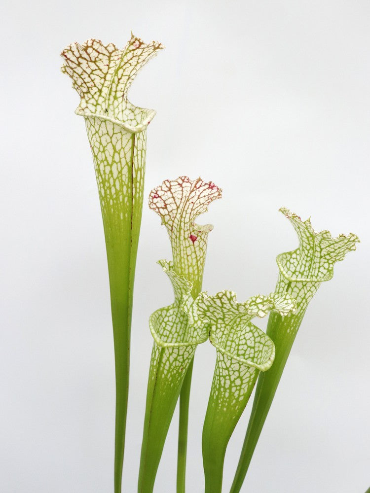 Sarracenia leucophylla L60A MK