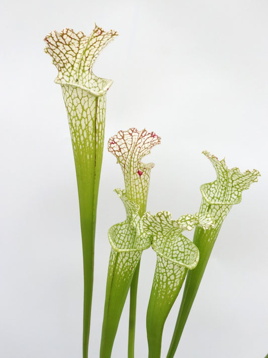 Sarracenia leucophylla  L60A MK