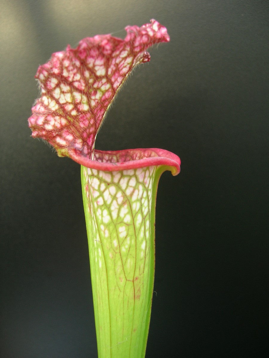 Sarracenia leucophylla  L75 MK
