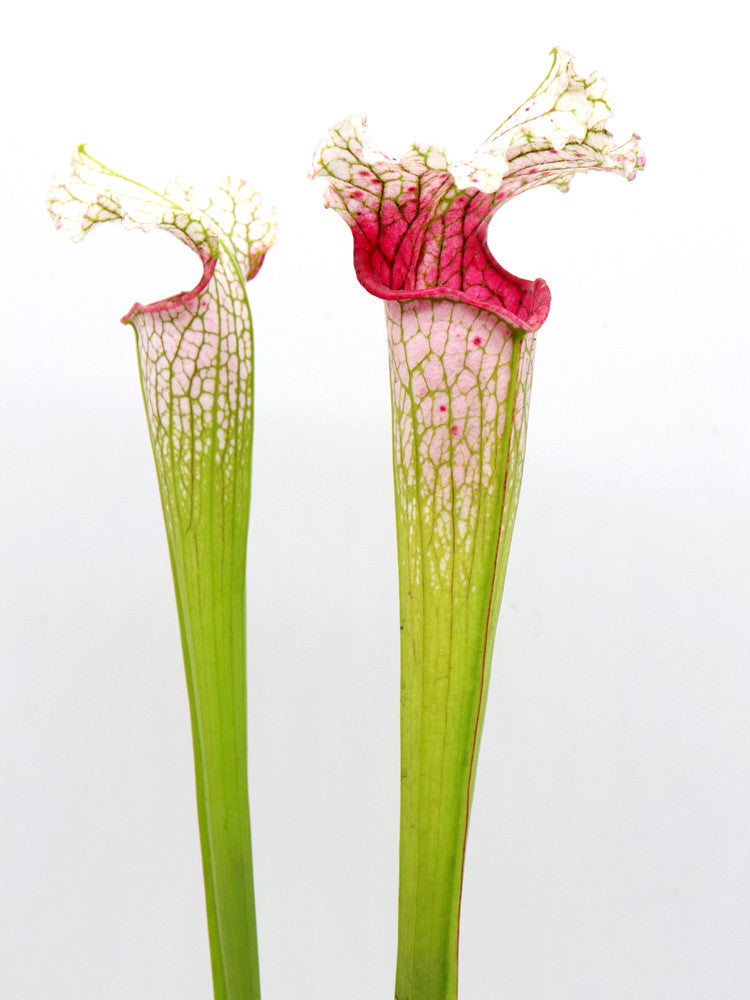 Sarracenia leucophylla " Pantera rosa "