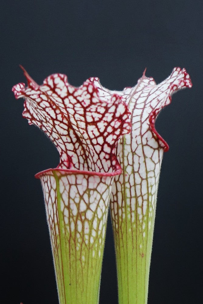 Sarracenia leucophylla " Pubescent pink "
