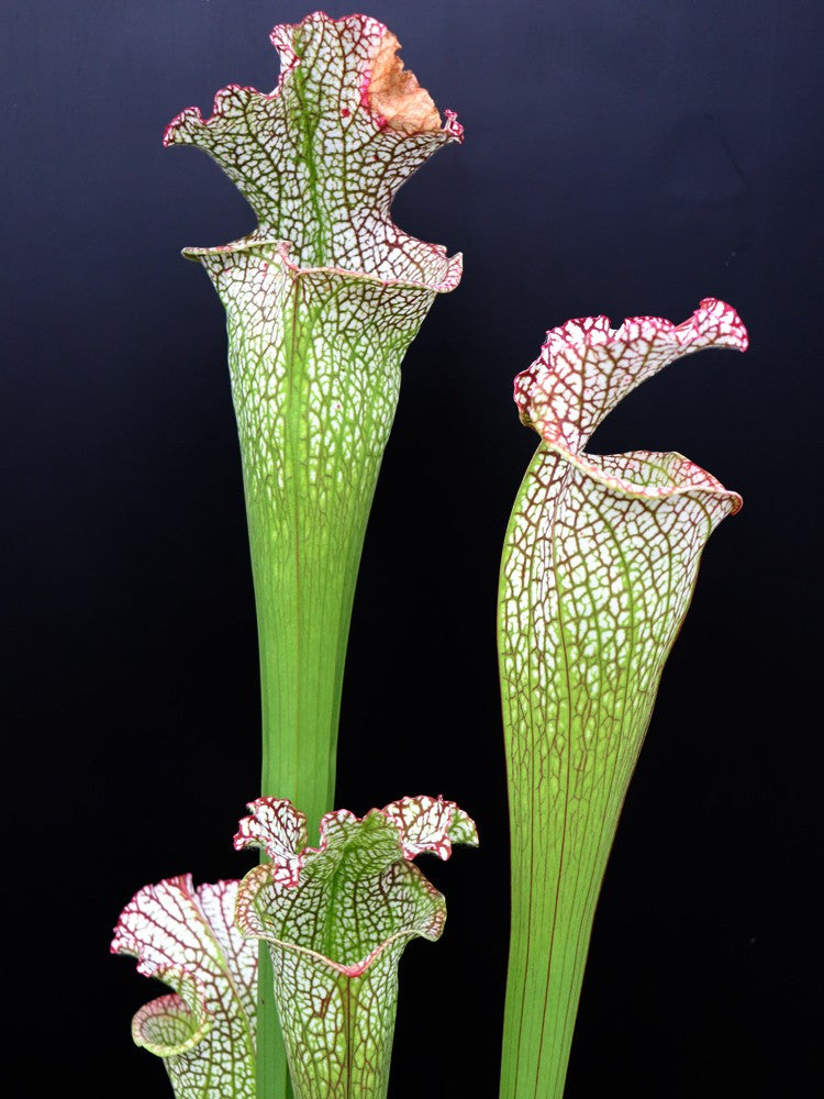 Sarracenia leucophylla " Bocaza " L87 MK