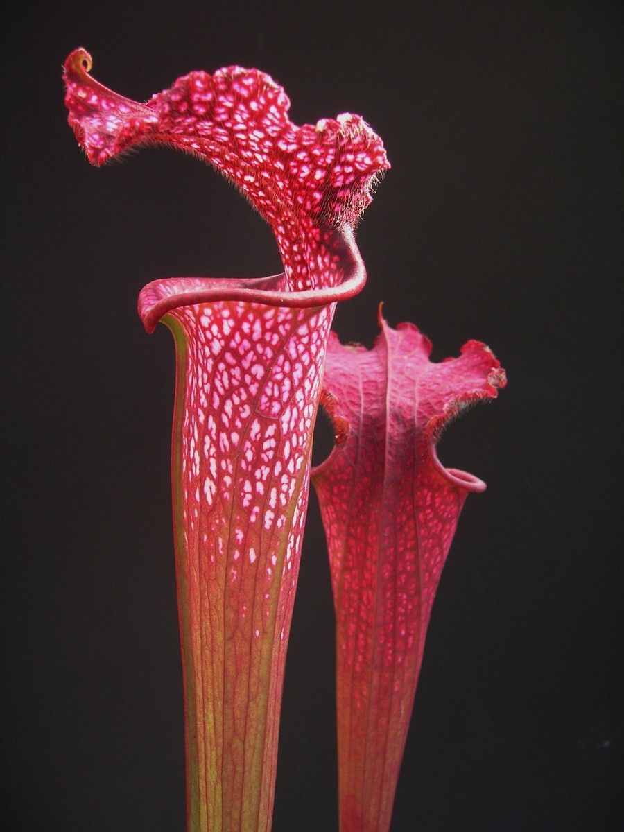 Sarracenia leucophylla 'Burgundy' L57 MK