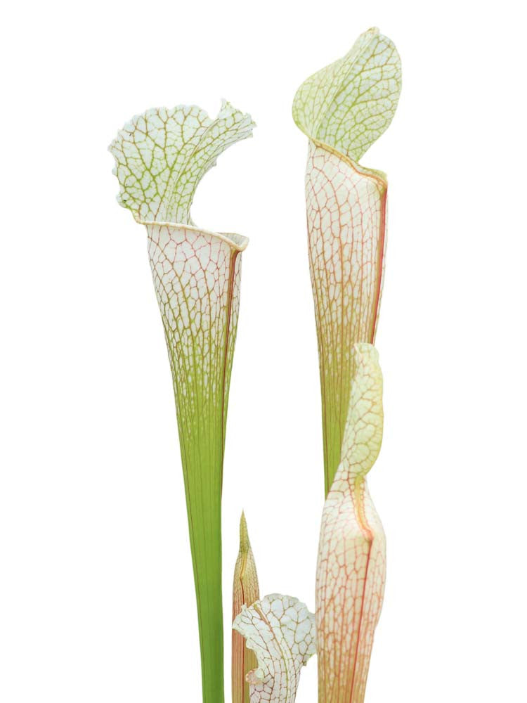 Sarracenia leucophylla , Citronelle, Alabama