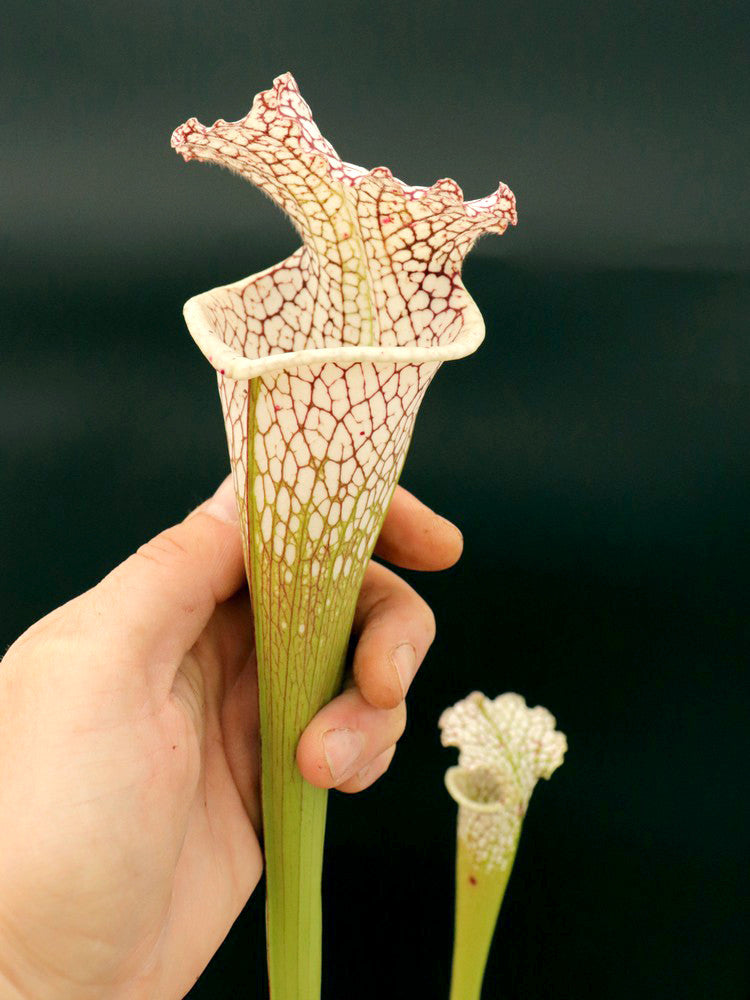 Sarracenia leucophylla ' Cronus ' (Titan tm) L47 MK