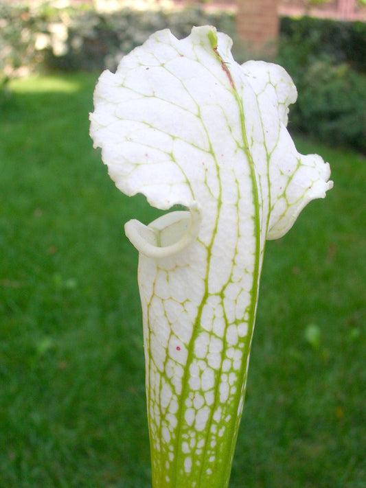 Sarracenia leucophylla ' Schnell's ghost '  L04 MK