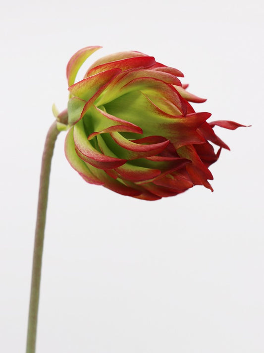 Sarracenia leucophylla  " Tarnok" L55 MK