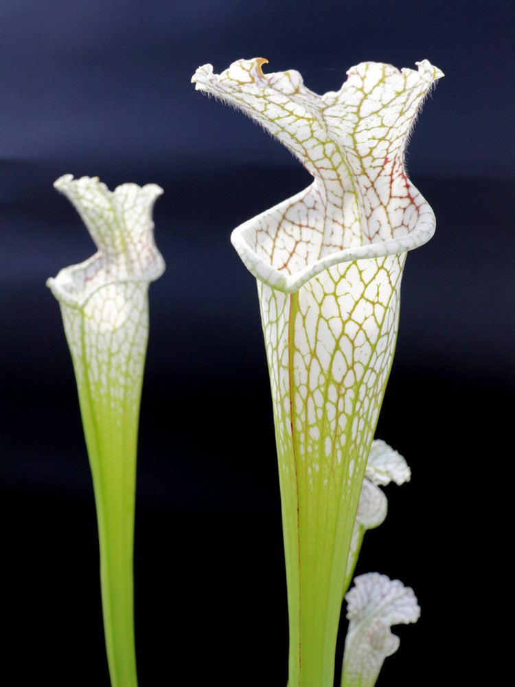 Sarracenia leucophylla , Splinter Hill (Meeting Bonn)