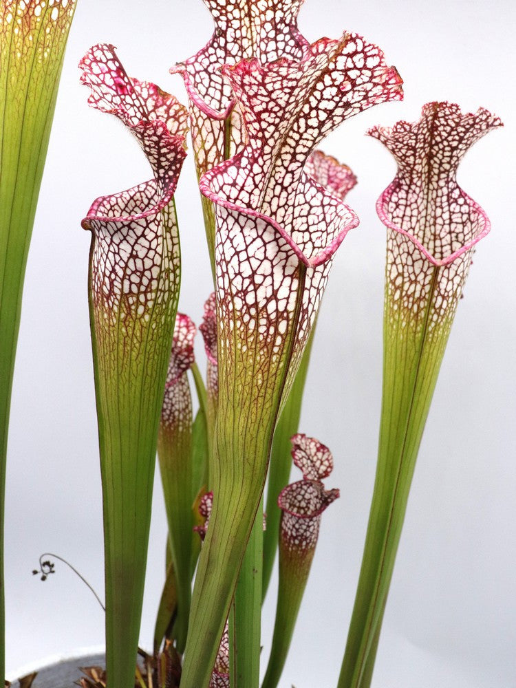 Sarracenia leucophylla purple & White "Giant" L19 MK