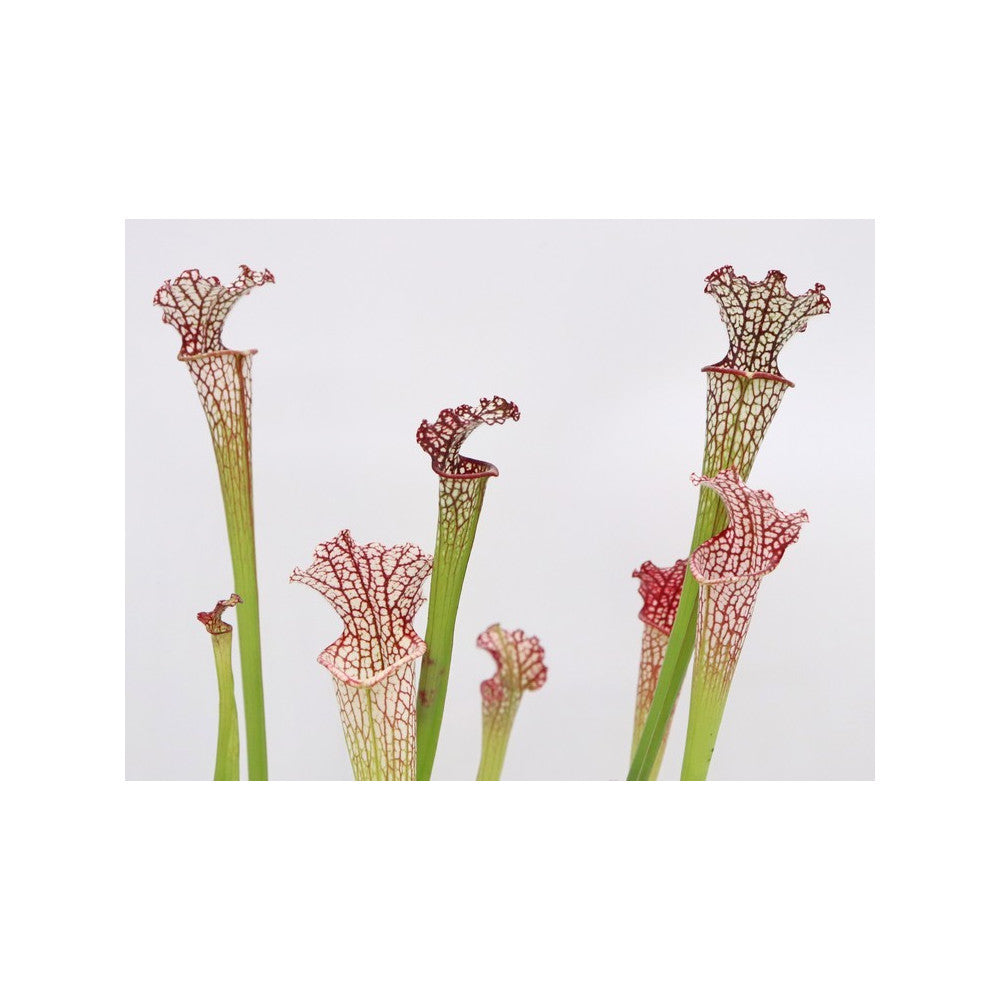 Sarracenia leucophylla mix vaso 10cm diam