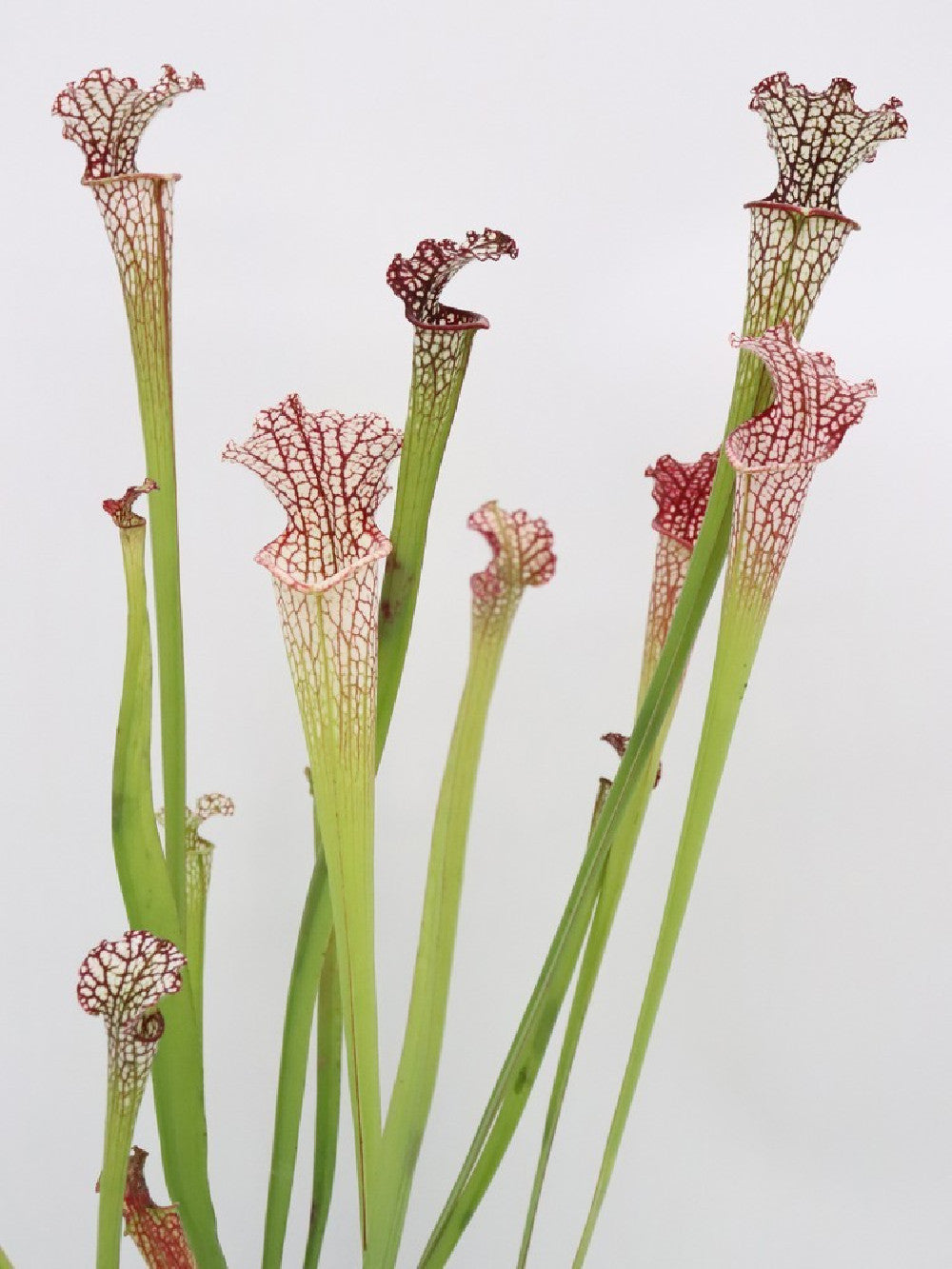 Sarracenia leucophylla mix vaso 10cm diam