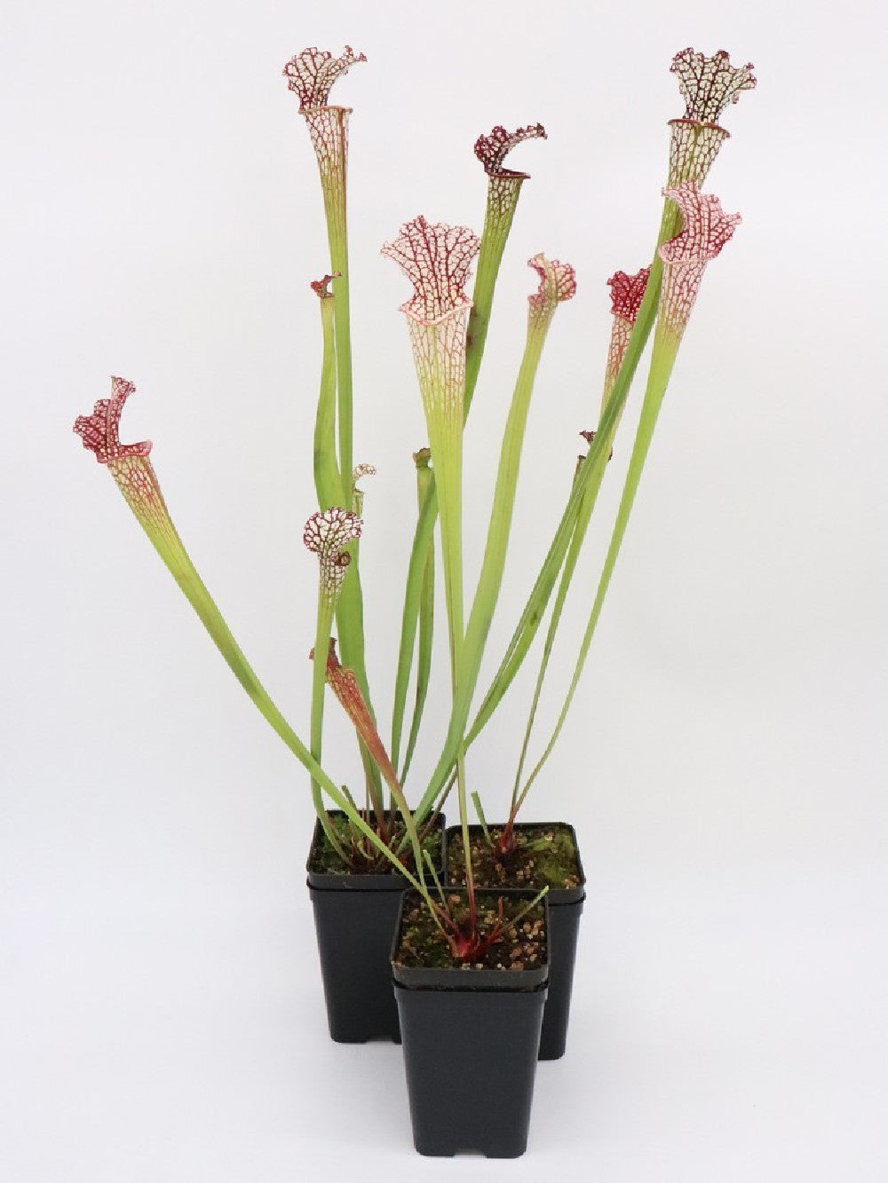 Sarracenia leucophylla mix vaso 10cm diam