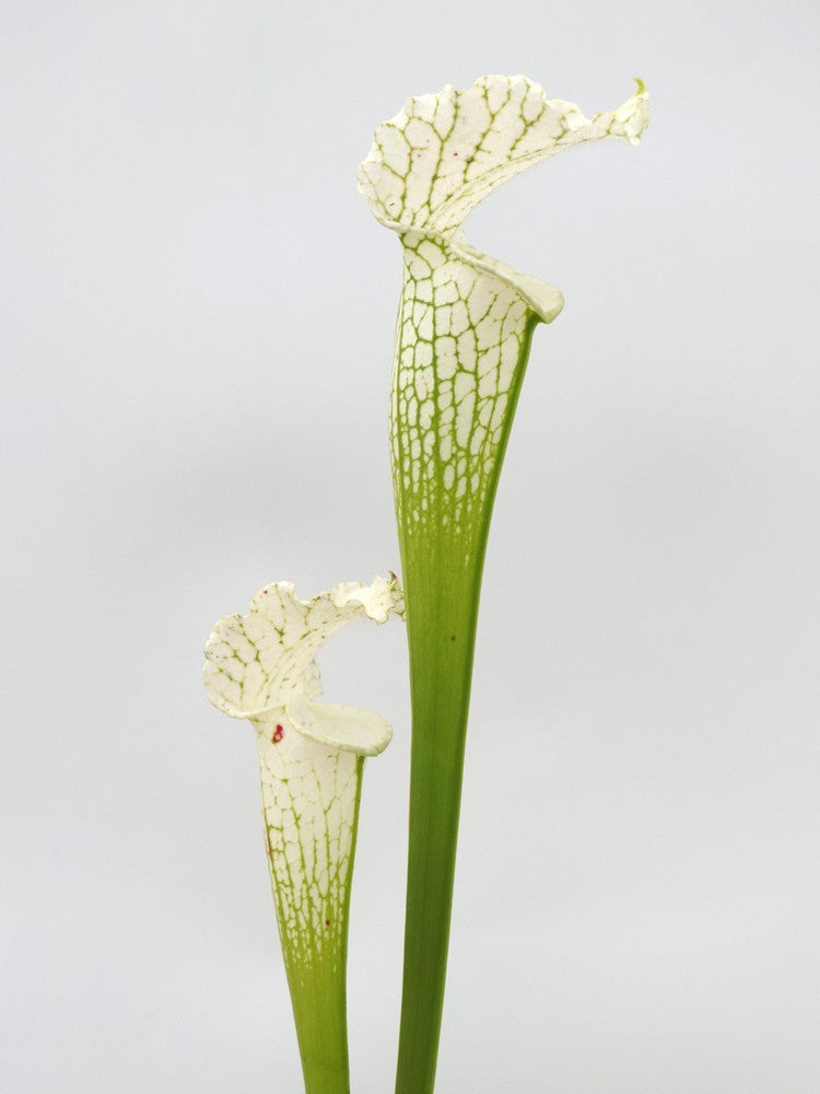 Sarracenia leucophylla var. alba SL08 Klein
