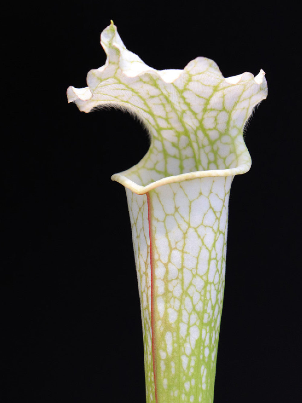Sarracenia leucophylla var. alba x SELF (C.Klein)