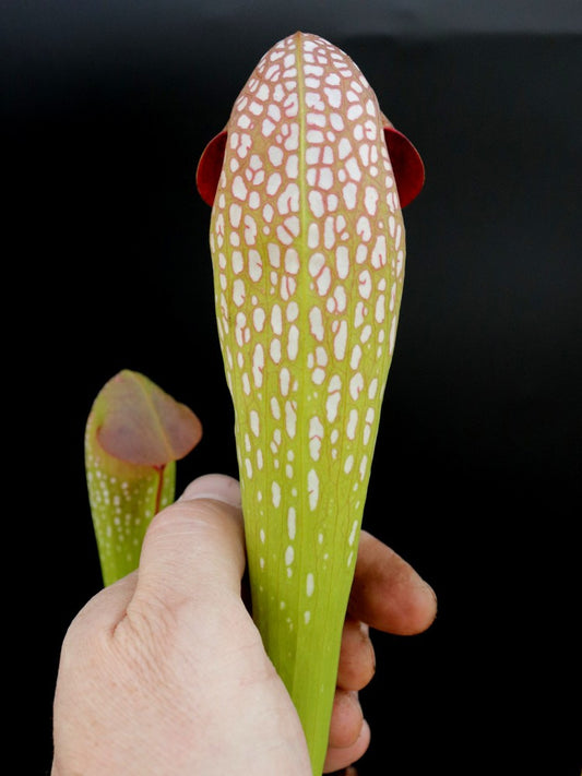 Sarracenia minor  Near Waccamaw river  M12 MK