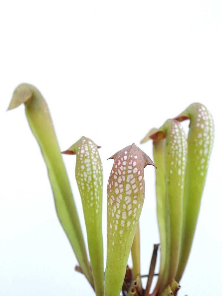Sarracenia minor  typical form