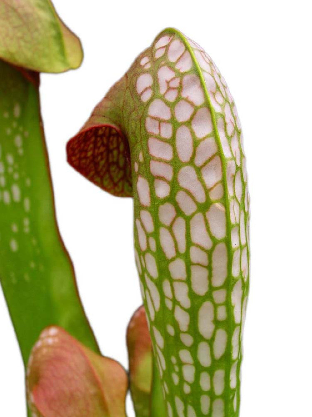 Sarracenia minor var. minor  BCP