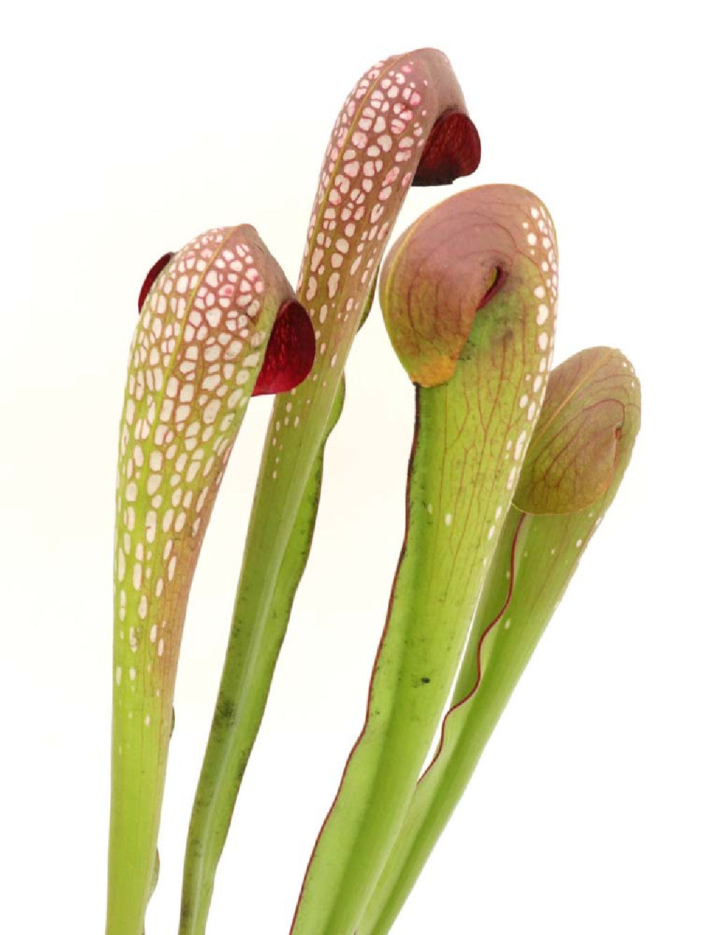 Sarracenia minor var. okefenokeensis Brown Head, ex. Erbacher