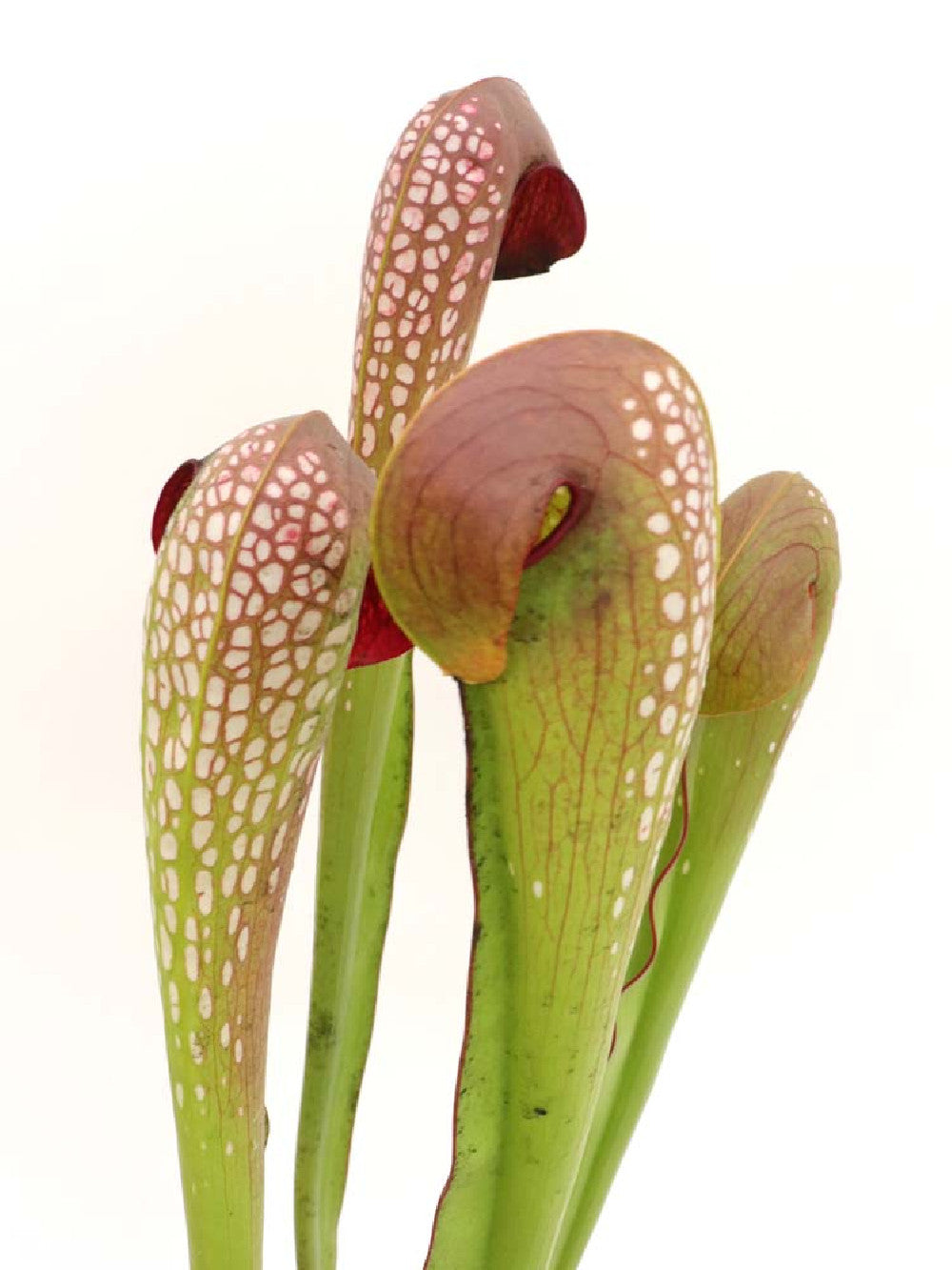 Sarracenia minor var. okefenokeensis Brown Head, ex. Erbacher