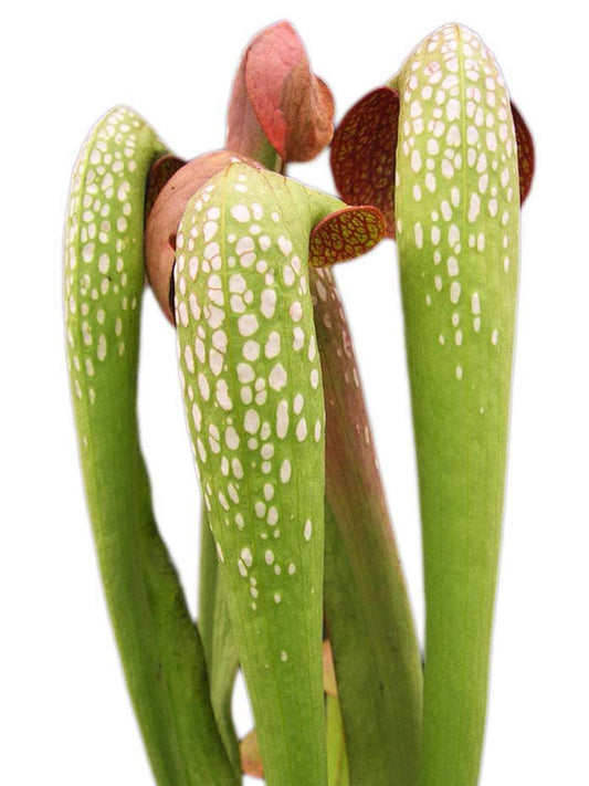 Sarracenia minor var. okefenokeensis "Giant"