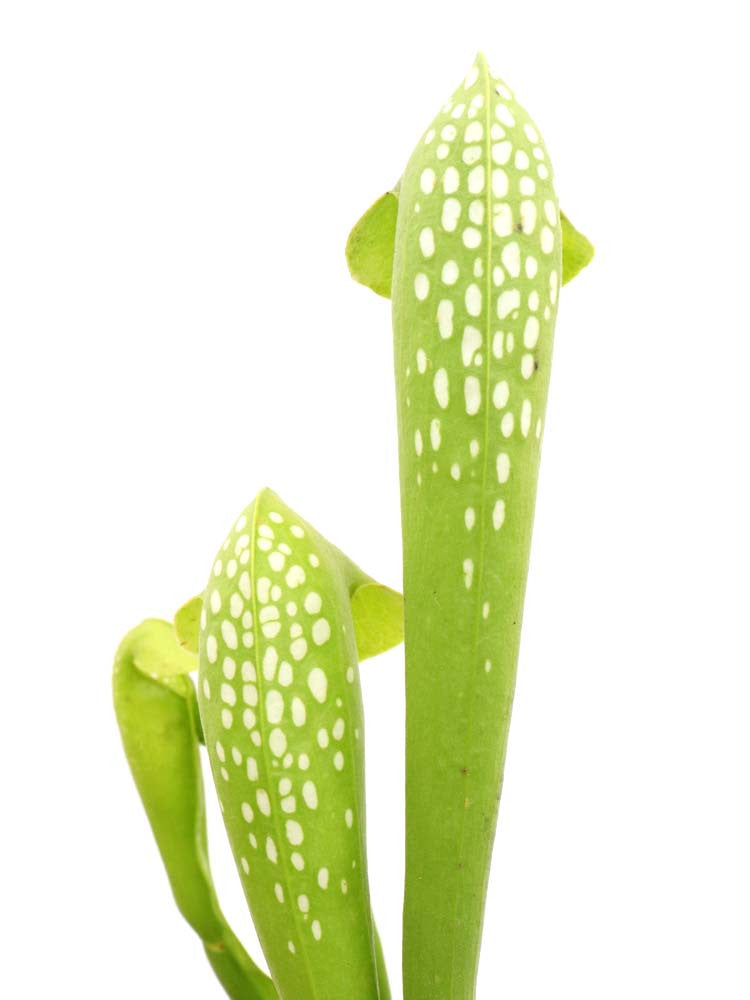 Sarracenia minor var. viridescens