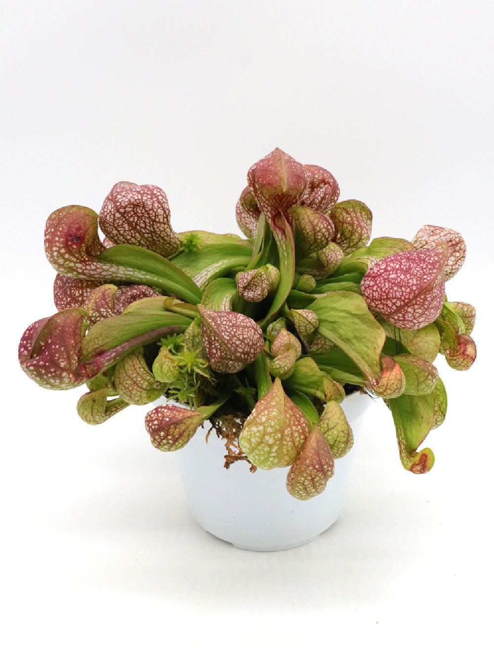 Sarracenia psittacina "Giant" Santa Rosa Co.  GC Selection 1