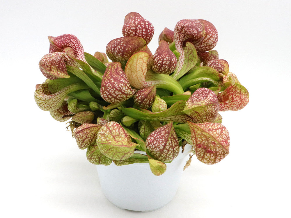 Sarracenia psittacina "Giant" Santa Rosa Co.  GC Selection 1