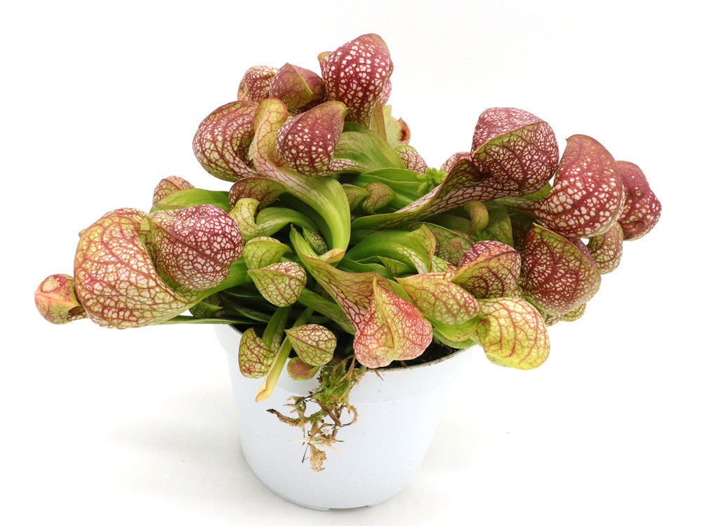 Sarracenia psittacina "Giant" Santa Rosa Co.  GC Selection 1