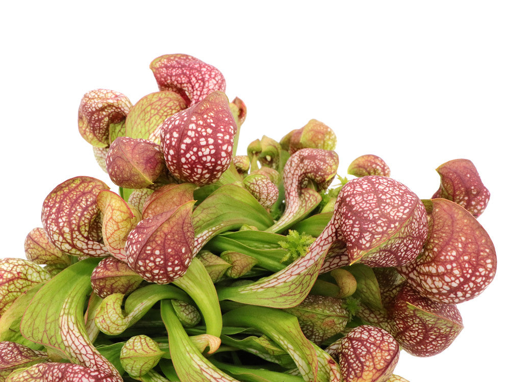 Sarracenia psittacina "Giant" Santa Rosa Co.  GC Selection 1