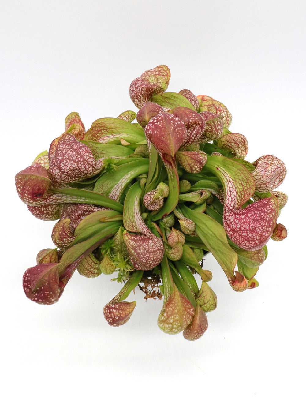 Sarracenia psittacina "Giant" Santa Rosa Co.  GC Selection 1