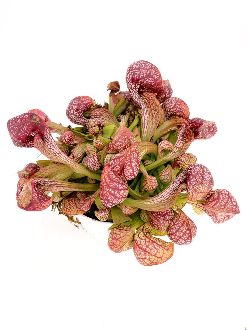 Sarracenia psittacina "Giant" Santa Rosa Co. GC Selection 2