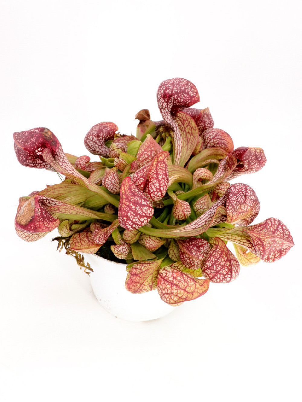 Sarracenia psittacina "Giant" Santa Rosa Co. GC Selection 2