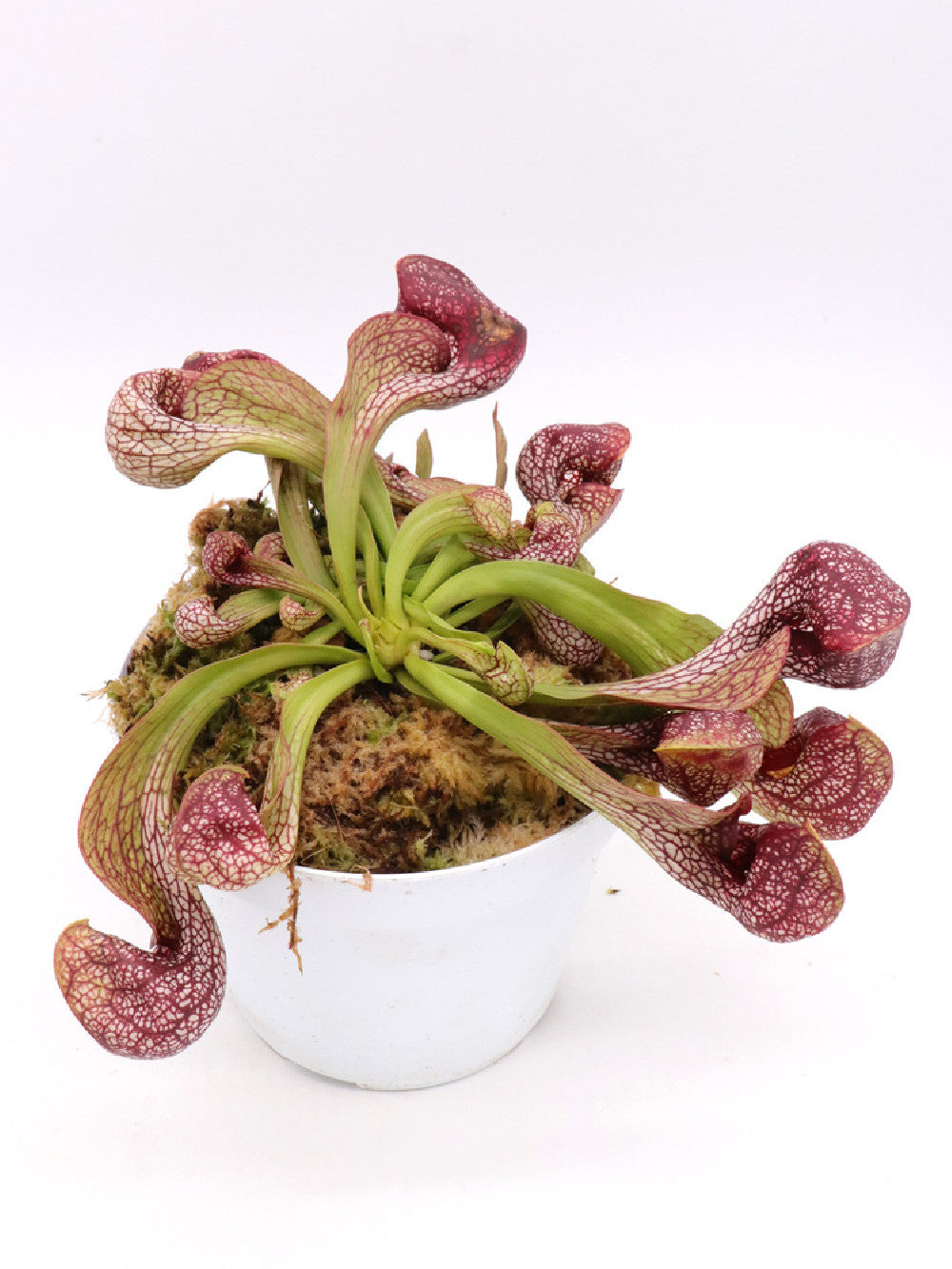 Sarracenia psittacina "Giant" Santa Rosa Co. GC Selection 2