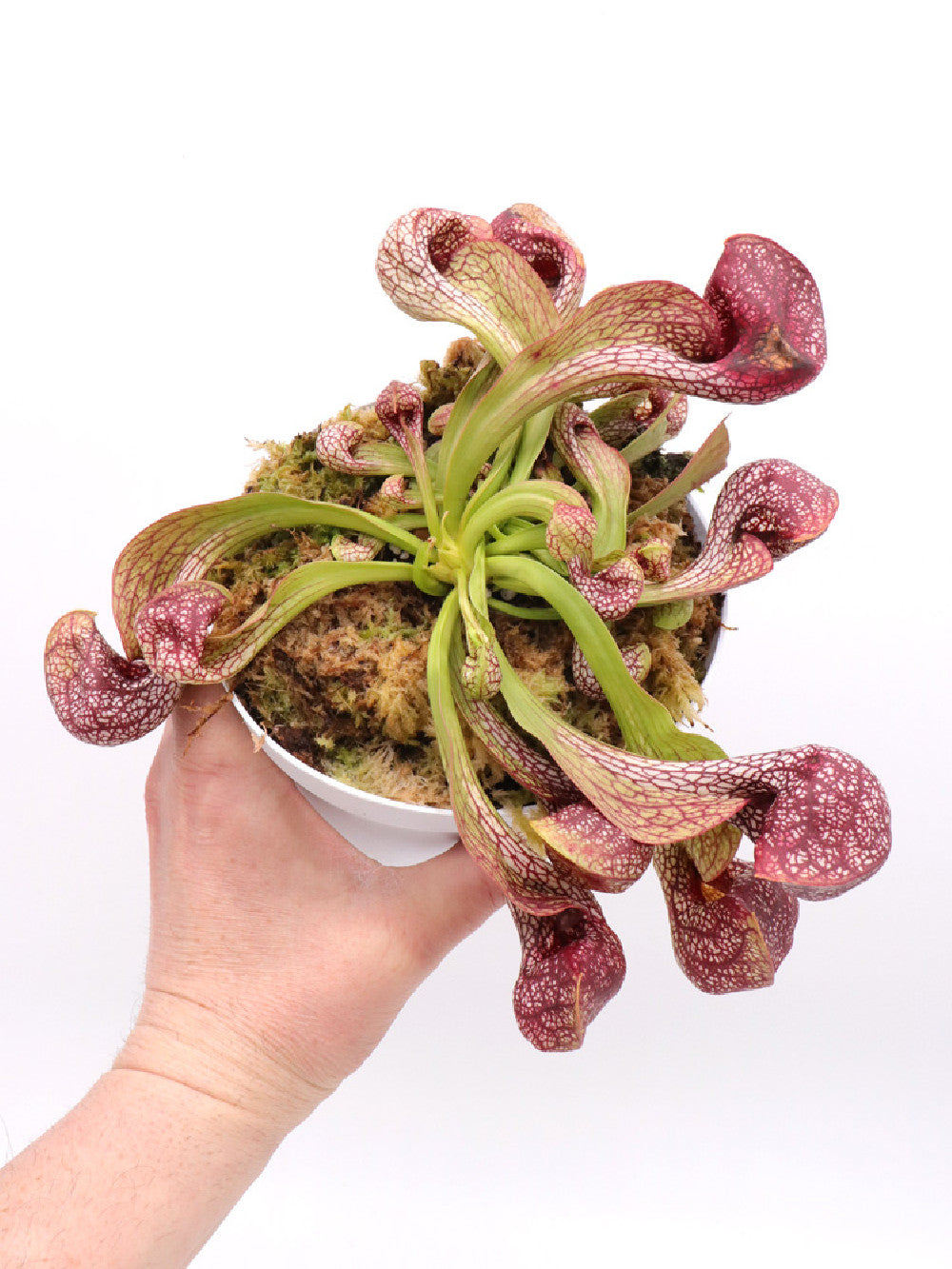 Sarracenia psittacina "Giant" Santa Rosa Co. GC Selection 2