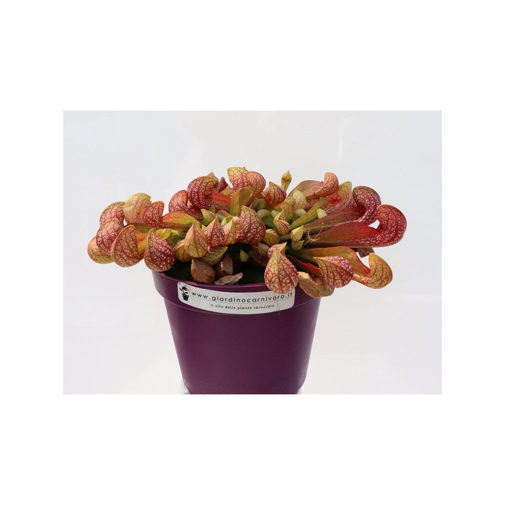 Sarracenia psittacina XL Size