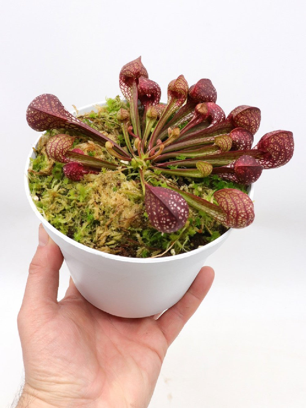 Sarracenia psittacina XL Size