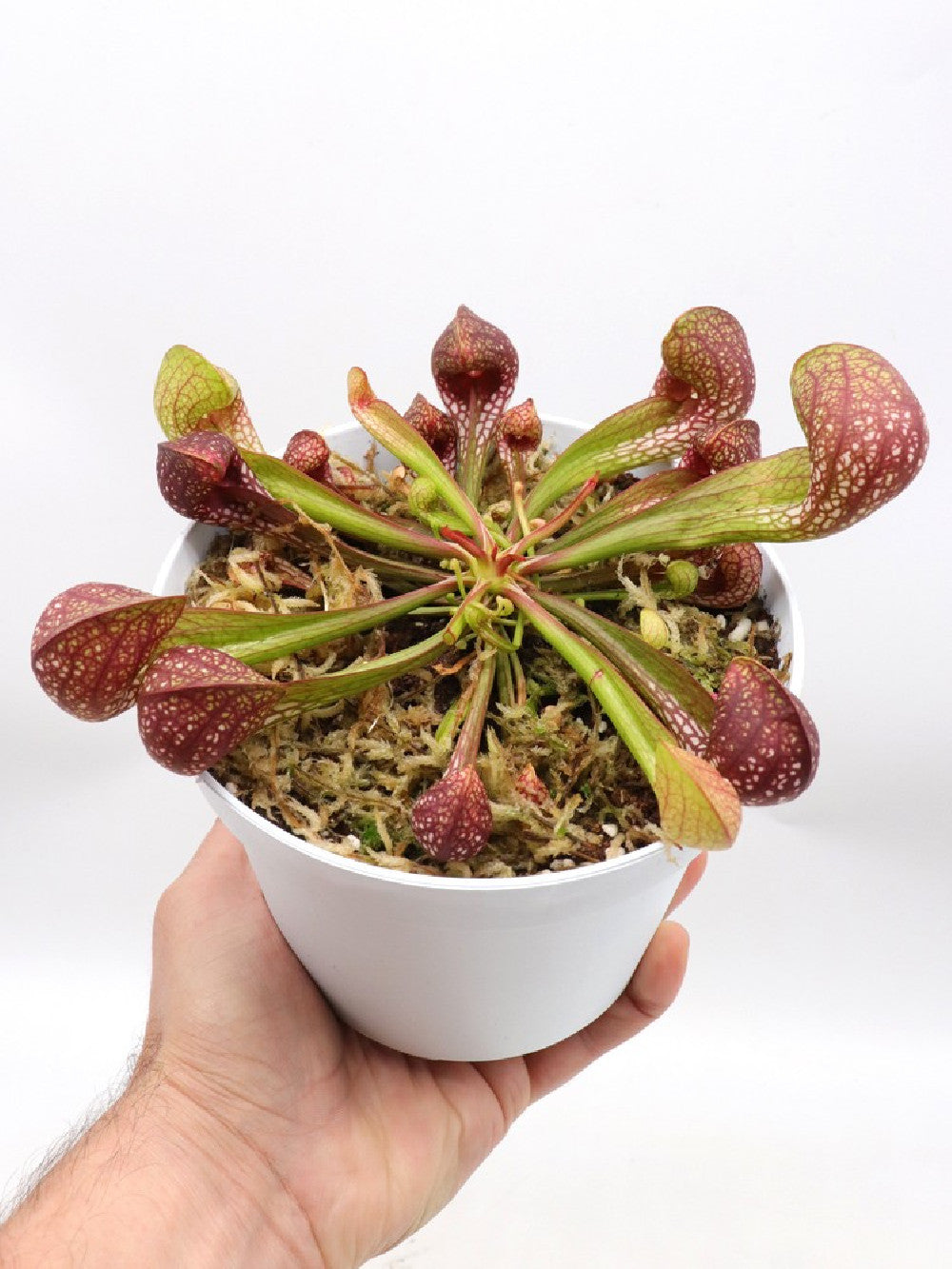 Sarracenia psittacina XL Size