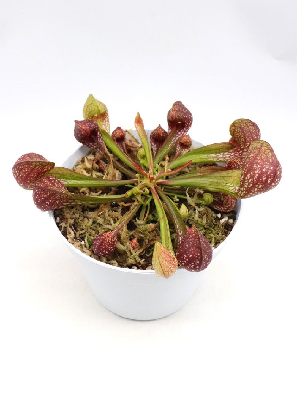 Sarracenia psittacina XL Size