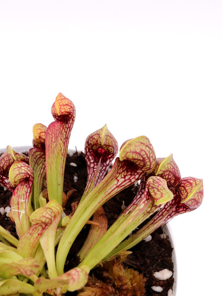 Sarracenia psittacina  "Yellow flower"