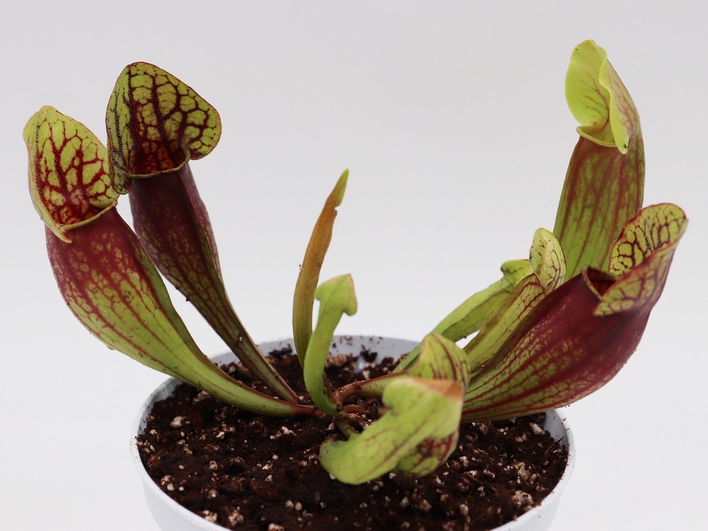 Sarracenia purpurea hybrid "Dracula"