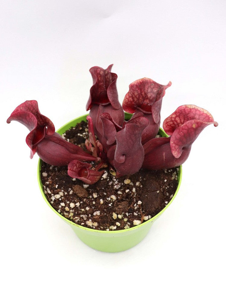 Sarracenia purpurea ssp. venosa "All red"