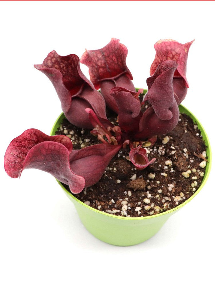 Sarracenia purpurea ssp. venosa "All red"