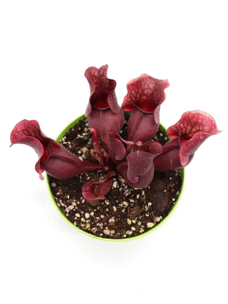 Sarracenia purpurea ssp. venosa "All red"