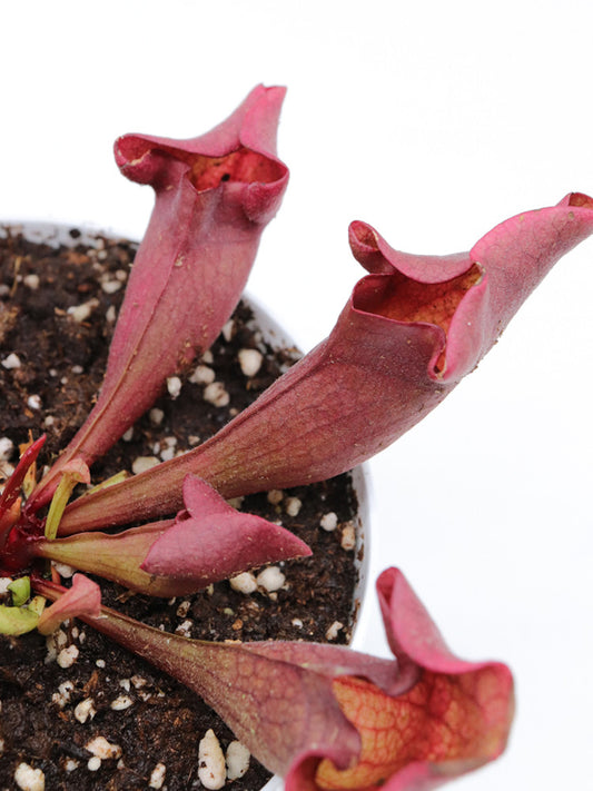 Sarracenia purpurea ssp. venosa "Ewelina"  (Lipless)