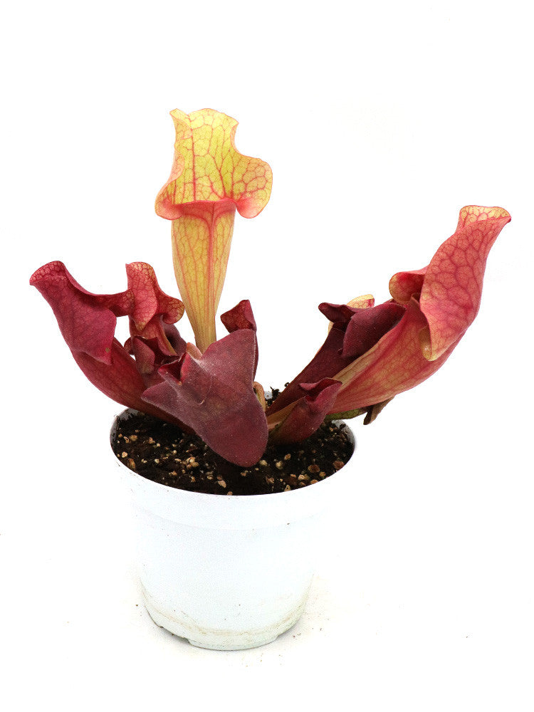 Sarracenia purpurea ssp. venosa "Ewelina" (Lipless)